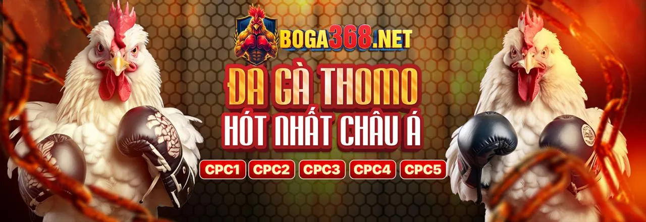 Đấu trường đá gà PT88 sôi động với các chiến kê đang thi đấu